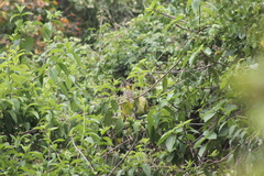 Piranga bidentata flammea