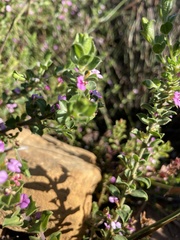 Muraltia orbicularis