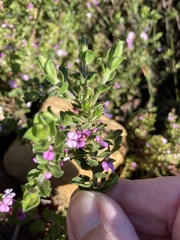 Muraltia orbicularis