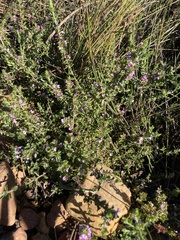 Muraltia orbicularis