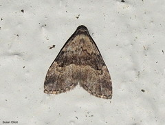 Dyspyralis illocata