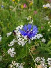 Centaurea cyanus