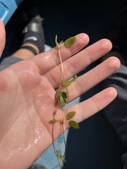 Potamogeton diversifolius