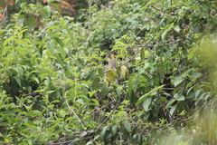 Piranga bidentata flammea