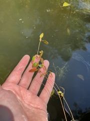 Potamogeton diversifolius