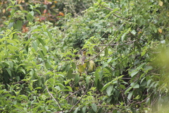 Piranga bidentata flammea