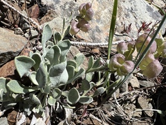 Physaria alpestris