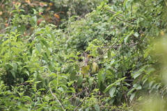 Piranga bidentata flammea