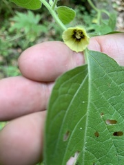 Physalis heterophylla
