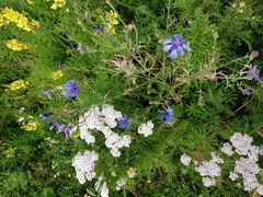 Centaurea cyanus