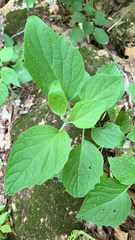 Physalis heterophylla