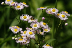 Erigeron philadelphicus