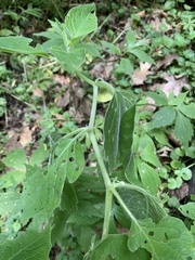 Physalis heterophylla