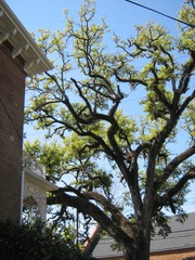 Quercus virginiana