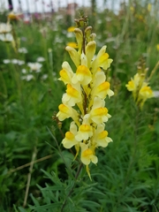Linaria vulgaris