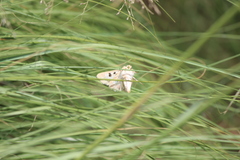 Heliothis phloxiphaga