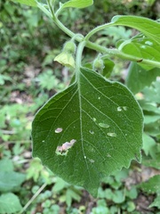 Physalis heterophylla