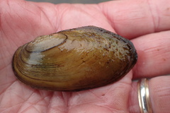 Pyganodon lacustris