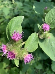 Arctium minus