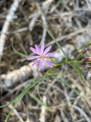 Stephanomeria lactucina