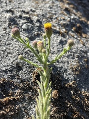 Erigeron petrophilus