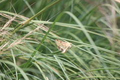 Heliothis phloxiphaga