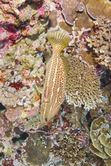 Anyperodon leucogrammicus