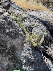 Erigeron petrophilus