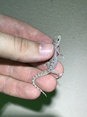 Hemidactylus parvimaculatus