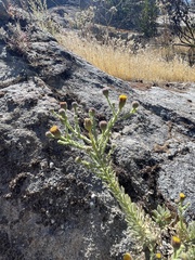 Erigeron petrophilus