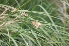 Heliothis phloxiphaga