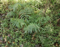 Polystichum incongruum