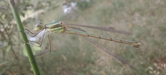 Lestes barbarus