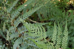 Polystichum incongruum