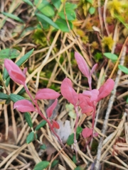 Exobasidium karstenii