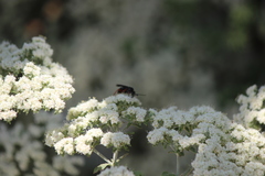 Episyron conterminus cressoni