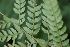 Polystichum incongruum
