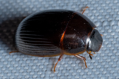 Cymbiodyta bifidus