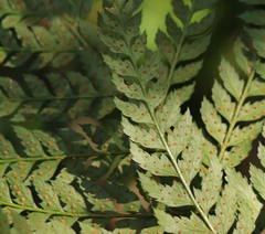 Polystichum incongruum