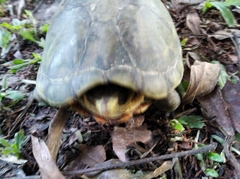 Kinosternon scorpioides scorpioides