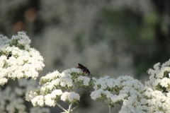 Episyron conterminus cressoni