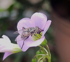 Lycastrirhyncha nitens