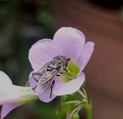 Lycastrirhyncha nitens