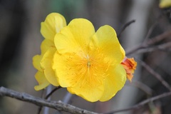 Cochlospermum regium