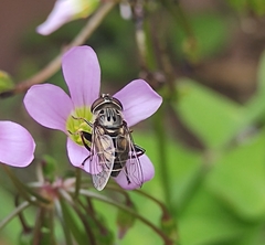 Lycastrirhyncha nitens