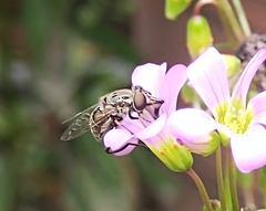 Lycastrirhyncha nitens