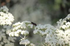 Episyron conterminus cressoni