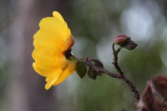 Cochlospermum regium