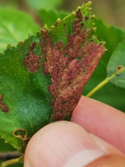 Acalitus longisetosus