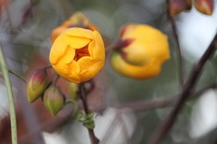 Cochlospermum regium